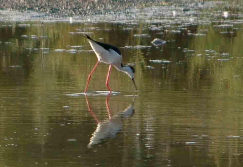 Cigüeñela - reserva natural dels Muntanyans - Tarragona - Catalunya 2.jpg